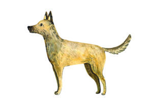 Belgian Malinois Watercolor