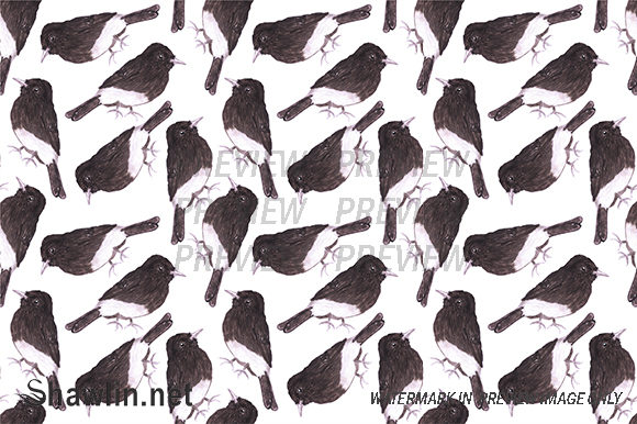 Black Phoebe Bird Background and Patterns