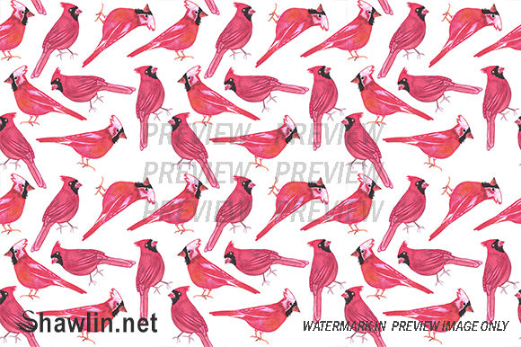 Cardinal or Cardinalis Bird