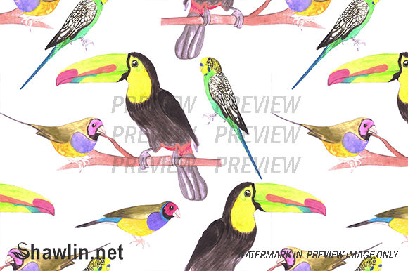 Colorful Pet Birds Background and Patterns