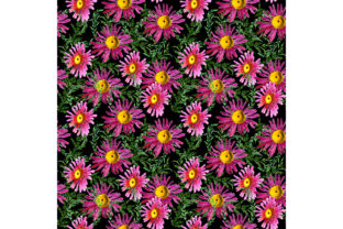 Pattern Flowers on Black Background