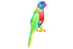 Rainbow Lorikeet in Watercolor, Australia Inspired