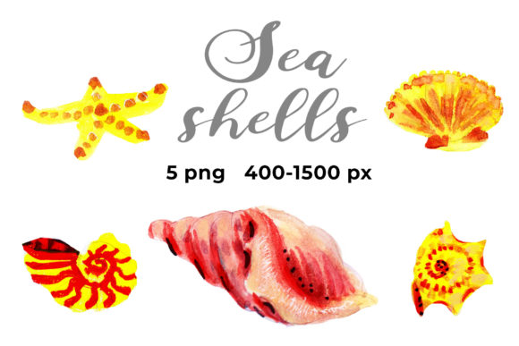 Seashells and Decorative Elements