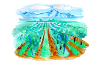 Vineyard in Watercolor Style and Wine