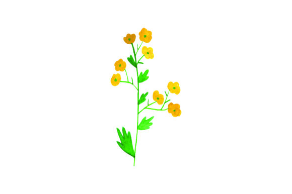 Watercolour Buttercups for Nature Amp Branding